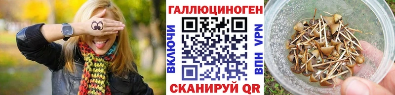 Галлюциногенные грибы Psilocybine cubensis  Вихоревка 
